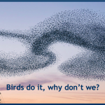 If Birds can do it, why can't we