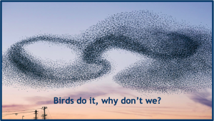 If Birds can do it, why can't we